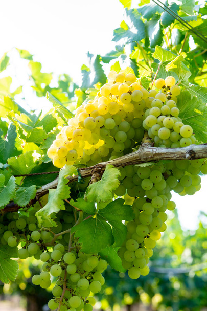 Vineyard with growing white wine grapes in Lazio, Italy, chardonnay and malvasia grapes - Photo, Image