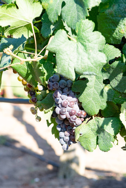 Виноградник с растущим красным или розовым виноградом в Лацио, Италия, Сирах, Пети-Вердо, Каберне Совиньон виноград
 - Фото, изображение