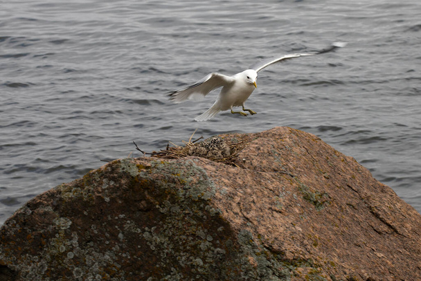 Gabbiano che nutre il bambino sulla roccia nel Mar Baltico. Kotka, Finlandia. - Foto, immagini