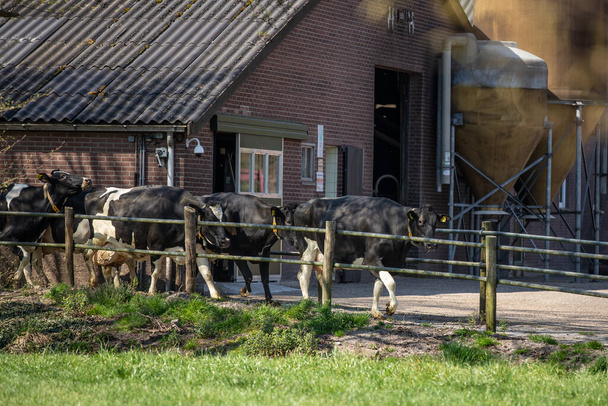Vacas felices saliendo del granero la primera vez en primavera para salir a la calle en los prados, llamado vaquero en los Países Bajos
 - Foto, imagen