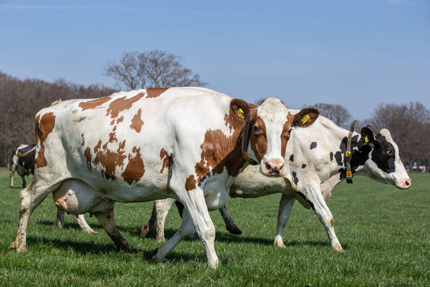 marrón y blanco y negro y blanco Holstein-Friesian Vacas en la luz del sol en el prado, mirando directamente a la cámara
 - Foto, imagen