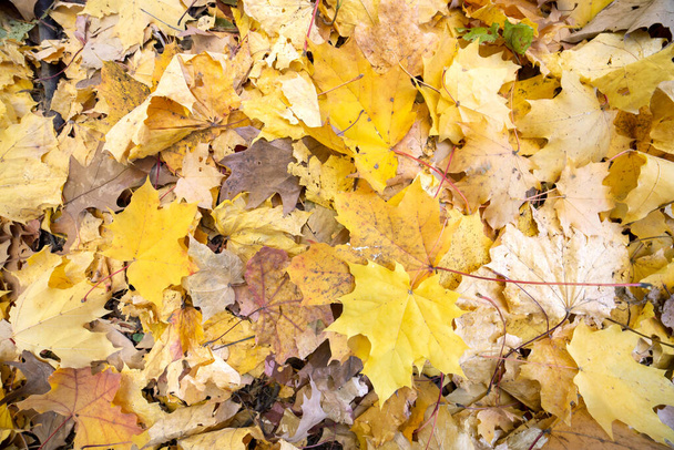 Zbliżenie wielu upadłych żółtych liści pokrywających ziemię w jesiennym parku. - Zdjęcie, obraz