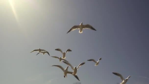 Чайки летят по синему небу. Стая птиц летит при сильном ветре. Медленное движение
. - Кадры, видео
