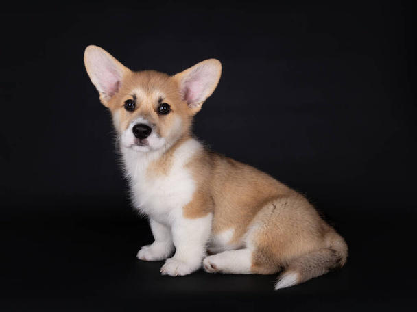 11 weeks old cute Welsh corgi Pembroke pup sitting, looking into the Camera on a black background - Foto, imagen