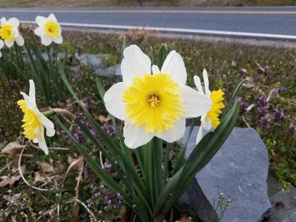 flor de narciso amarillo y blanco con rocas y calle o carretera
 - Foto, Imagen