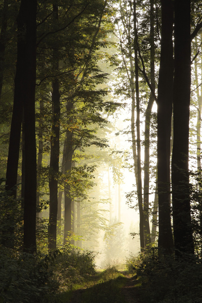 mistige bos bij dageraad - Foto, afbeelding