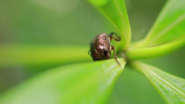 Makro zdjęcie Cetonia aurata na zielonym liście.Portret chrząszcza Cetonia aurata. Zdjęcie makro - Materiał filmowy, wideo
