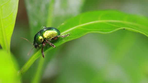 Makro zdjęcie Cetonia aurata na zielonym liście.Portret chrząszcza Cetonia aurata. Zdjęcie makro - Materiał filmowy, wideo
