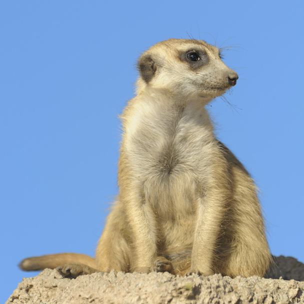 bir kayaya suricata. - Fotoğraf, Görsel