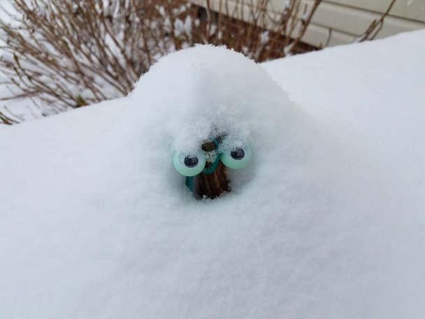 creature or animal with eyes covered in white snow - Photo, Image