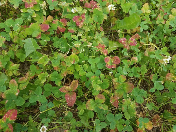 zöld és piros lóhere fűvel, gyomokkal és földdel - Fotó, kép