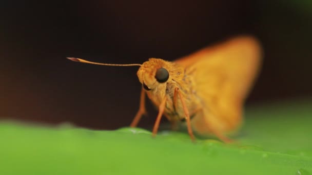 pomarańczowy motyl na tle natury. Zwierzęce owady. Potanthus - rodzaj motyli z rodziny jaszczurkowatych (Hesperiidae) .Ochlodes sylvanus - motyl z rodziny jaszczurkowatych (Hesperiidae). - Materiał filmowy, wideo