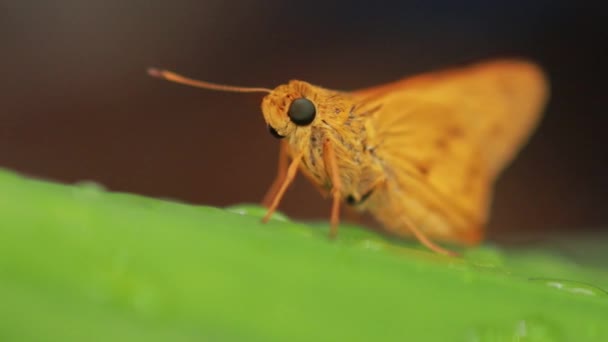 turuncu kelebek doğa arka planında. Böcek Hayvanı. Potanthus büyük bir kelebek cinsidir. Büyük kaptanlar (Ochlodes sylvanus) Hesperiidae familyasından bir kelebek türü.. - Video, Çekim