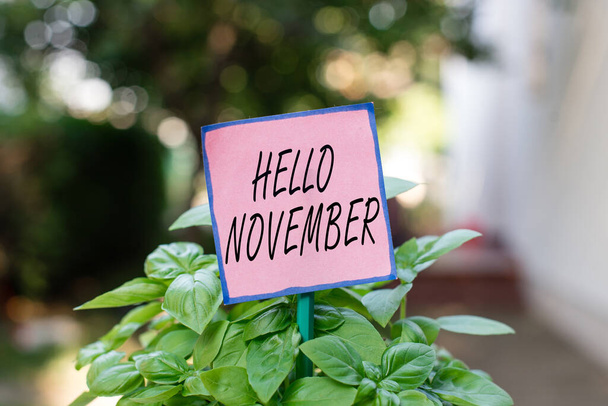 A Hello November felirata. Business photo showcasing greeting used when welcoming the tizenegyedik hónap of the year Plain paper attached to stick and placed in the grassy land. - Fotó, kép