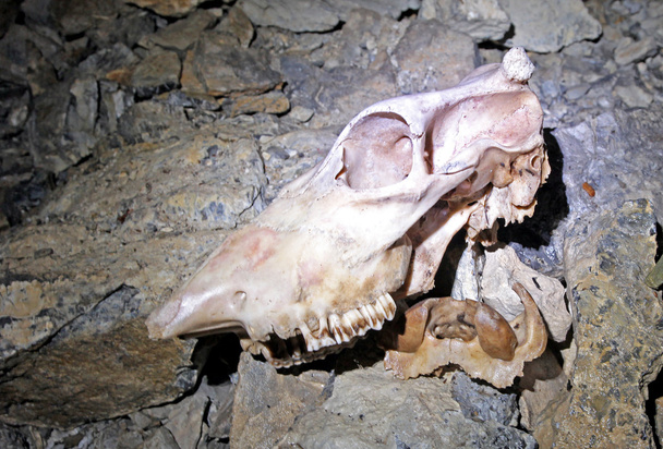Черепа и кости в Станисовской пещере
 - Фото, изображение
