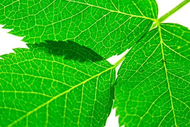 πράσινα φρέσκα φύλλα σε μακροπροσέγγιση, η έννοια της φύσης και της φυσικότητας, το φυσικό υπόβαθρο, την άνοιξη και το καλοκαίρι θέμα, την οικολογία και τη χλωρίδα - Φωτογραφία, εικόνα