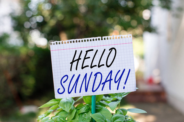Üzenet, ami Hello Sunday-t mutatja. Fogalmi fotó ihlette pozitív üdvözlés, amelynek egy boldog hétvégét Sima üres papír csatolt egy botot, és elhelyezni a zöld leveles növények. - Fotó, kép