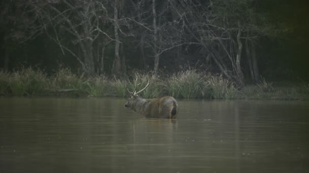 Bellissimo sambar (Rusa unicolor) cervo passeggiando nella foresta
 - Filmati, video