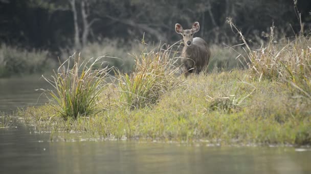 Kaunis sambar (Rusa unicolor) peura kävely metsässä - Materiaali, video