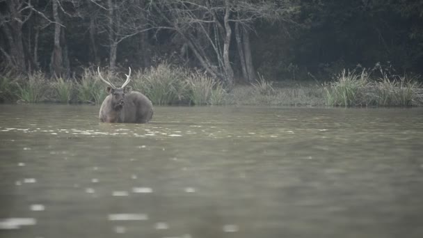 Piękny sambar (Rusa unicolor) jeleń spaceru w lesie - Materiał filmowy, wideo