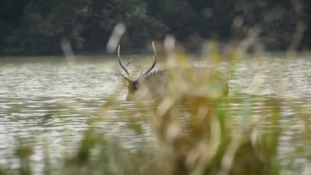 Όμορφη sambar (Rusa unicolor) ελάφια περπάτημα στο δάσος - Πλάνα, βίντεο