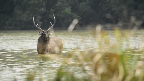 Krásná sambar (Rusa jednobarevný) jeleni procházky v lese - Záběry, video