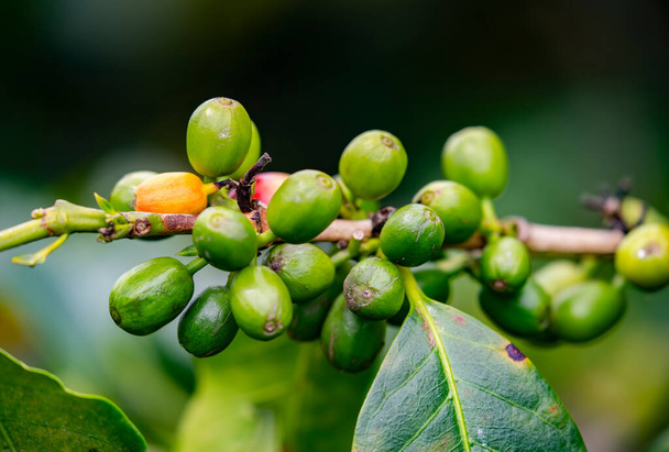 Planta de café em Colômbia - Foto, Imagem