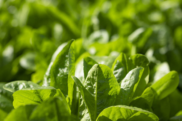 Green background with fresh lettuce. Healthy food. - Foto, Imagem