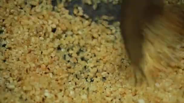 Jak przygotować ariyunda Kerala styl smaczne pyszne przekąski wieczorem. To ma niesamowity gust. Avalose Podi, pieczony ryż w proszku przekąska. - Materiał filmowy, wideo