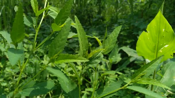 Sida acuta (aslo llamado wireweed común, sidaguri, sidogori) con fondo natural. Esta especie de planta con flores en la familia Malvaceae. Sida acuta se considera una especie invasora
 - Metraje, vídeo