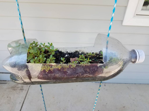 bouteilles de soude et d'eau en plastique utilisées pour cultiver des plantes - Photo, image