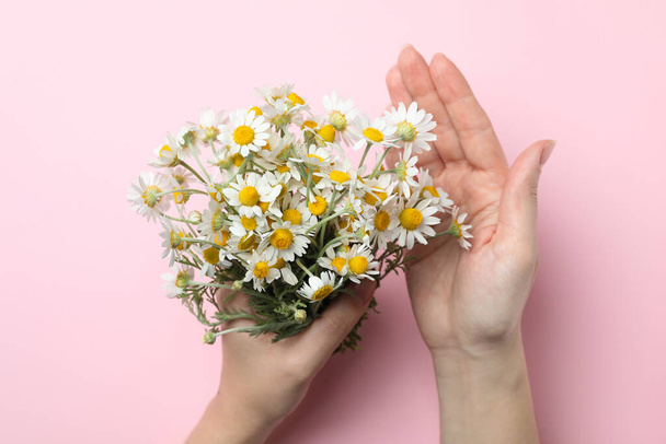 Woman holding chamomile bouquet on pink background, top view - Foto, immagini