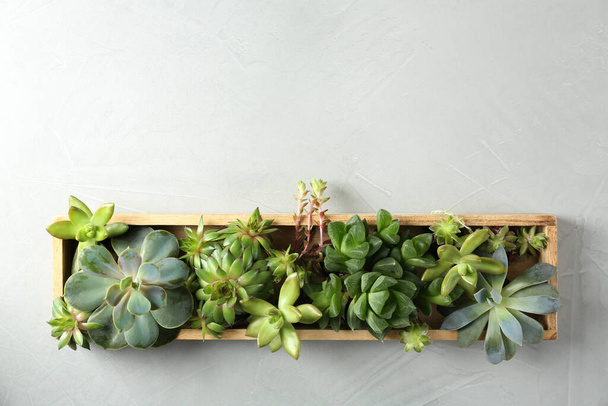 Many different echeverias in wooden tray on light grey background, top view with space for text. Succulent plants - 写真・画像