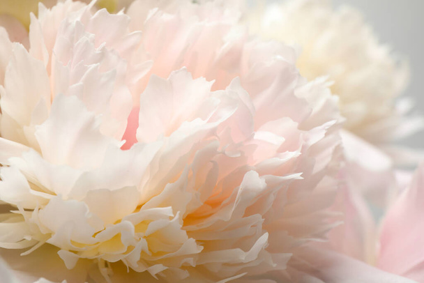 Beautiful blooming white peonies as background, closeup - Foto, imagen