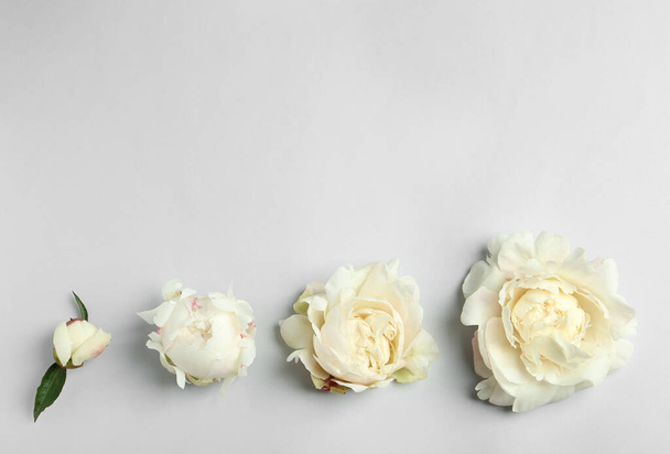 Beautiful white peonies on light grey background, flat lay. Space for text - Foto, imagen