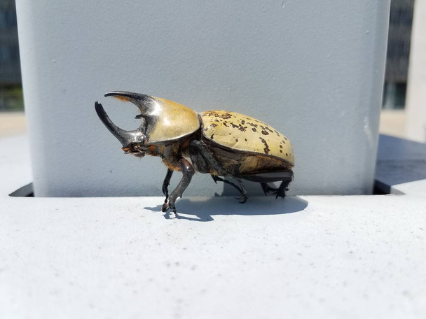 grande scarabeo ercole maschio con corna e macchie nere sul cemento
 - Foto, immagini