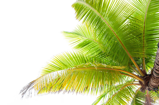 Kokosnoot palmbomen op witte achtergrond - Foto, afbeelding