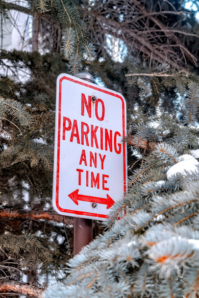 Нет знака "Стоянка запрещена" против размытых листьев хвойных деревьев со снегом зимой
 - Фото, изображение