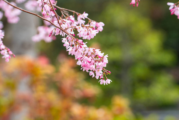 Cseresznyevirág tavasszal háttér vagy másolás helyet szöveg - Fotó, kép