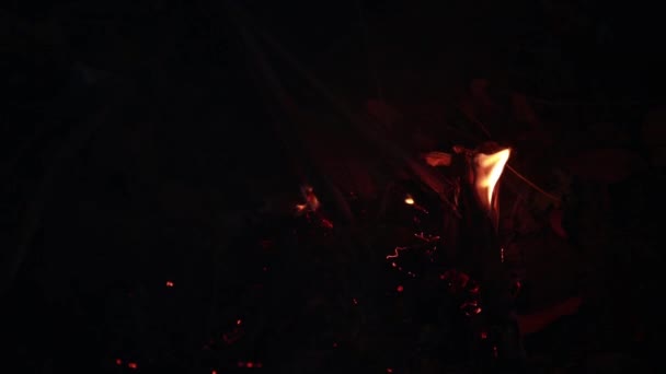 Kokosnoot Blad Vuur vlammen op een zwarte achtergrond. Blaas vuur vlam textuur achtergrond. Close-up van vuurvlammen geïsoleerd op zwarte achtergrond. Verbrand. Abstract vuur vlammen achtergrond. Textuur. - Video