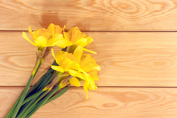 keltainen daffodiili tavallisella taustaisolaatilla - Valokuva, kuva