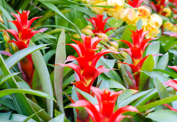 Red bromeliad rosette shape flowers in bloom in springtime - Photo, Image