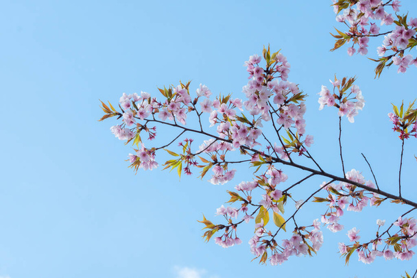 春の桜の背景やテキストのためのスペースをコピー - 写真・画像