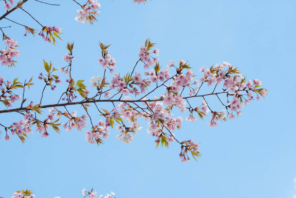 Cherry kukka keväällä tausta tai kopioi tilaa tekstin - Valokuva, kuva
