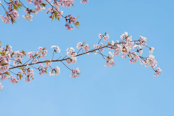 Fiori di ciliegio in primavera per lo sfondo o copiare lo spazio per il testo - Foto, immagini
