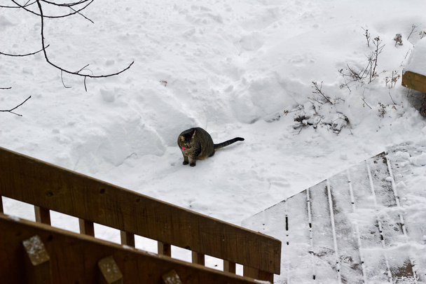 Un gatto tabby seduto in un cortile parzialmente spinto, esplora la neve appena caduta in una luminosa giornata di sole
 - Foto, immagini