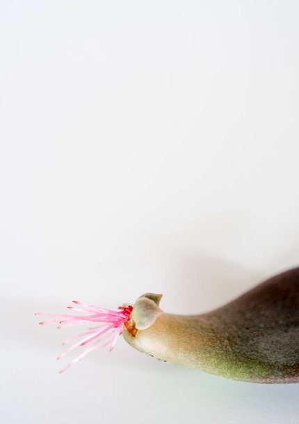 Kis gyökerek, amelyek a zamatos növény levelének alapjából nőnek ki - Fotó, kép