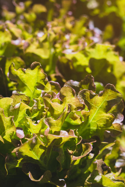 biologische rode eik sla op groenten salade voedsel natuur achtergrond - Foto, afbeelding