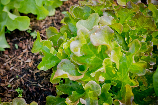 friss bio vörös tölgy saláta saláta ökológiai zöldségek saláta élelmiszer természet háttér - Fotó, kép