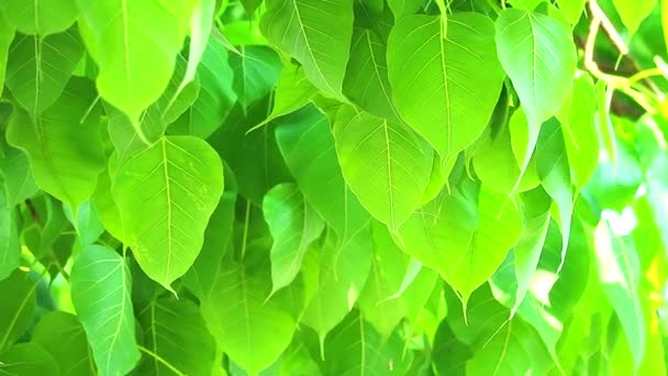 jasno zielone liście Bodhi rosną w porze deszczowej - Materiał filmowy, wideo